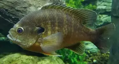 Panfish Fishing Charter 