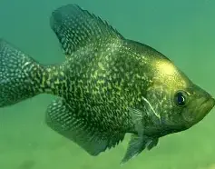 Crappie Fishing Charters