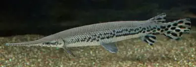 Gar Fishing Charter 
