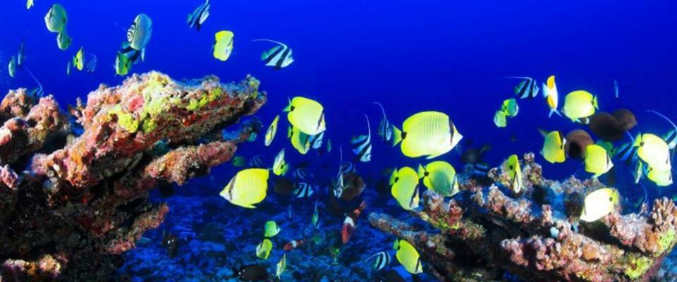 2 Hour Snorkeling Tour $60 per person