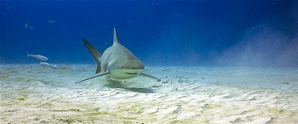 Bull Shark Dive (November to March)