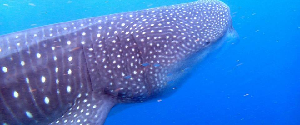 WhaleShark Snorkeling