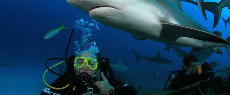 Shark Feeder Program