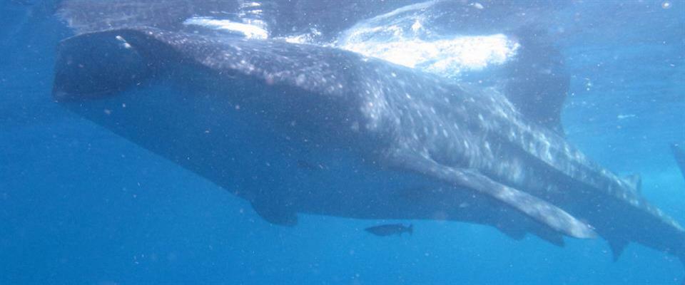 Whale Shark Tours