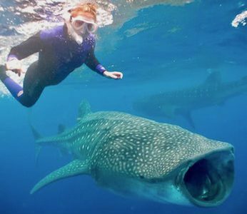Mexico Whale Shark Tours