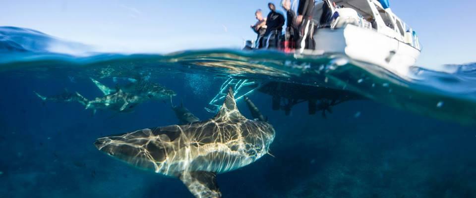 Shark Expeditions