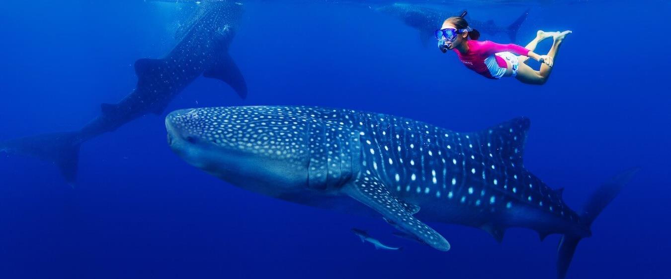 Whale Shark Encounter