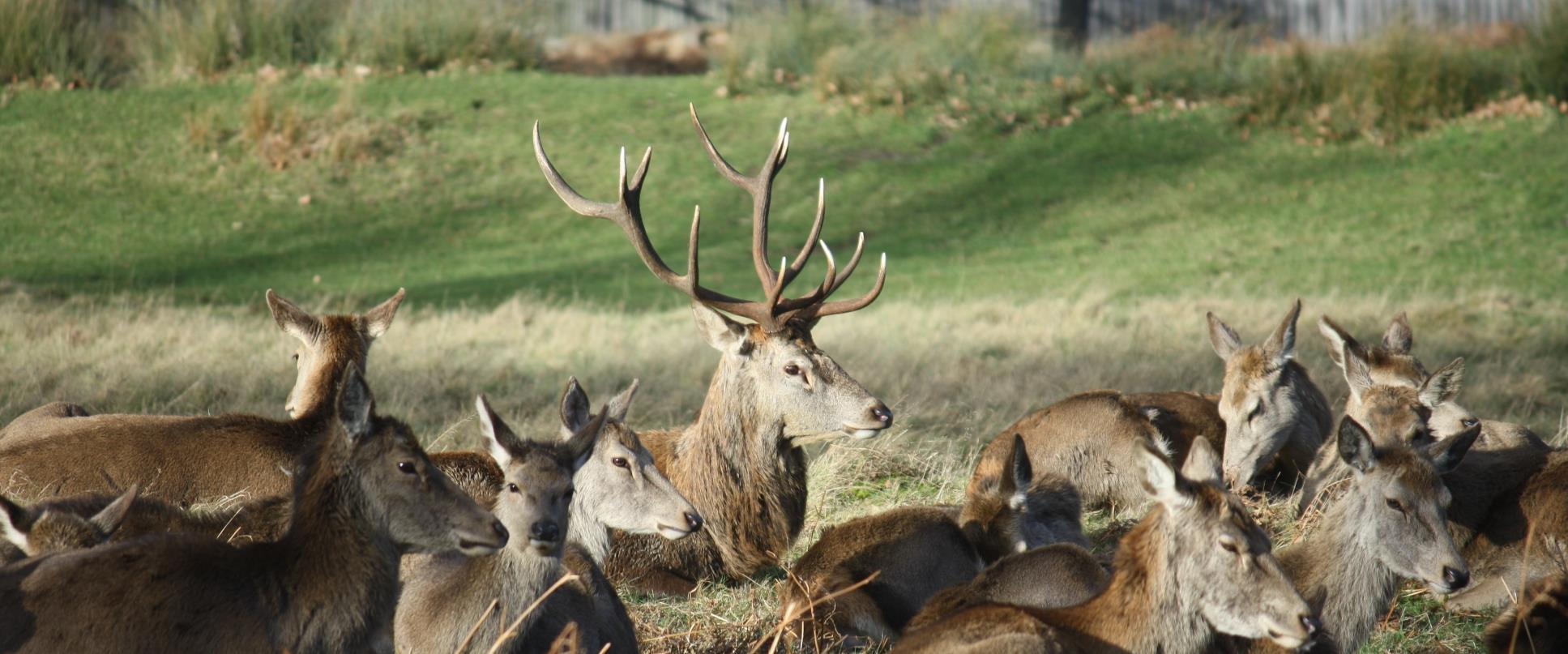 Royal Deer Park Bike Tour £35 - Public Tour Tuesdays + Fridays 10am 