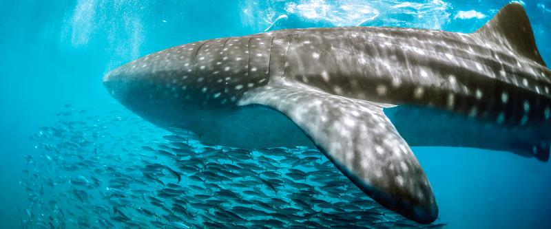 Whale Shark Encounter + Playa Norte Beach