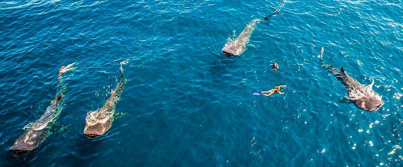 VIP Whale Shark Private Encounter