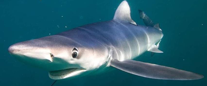 blue shark smile