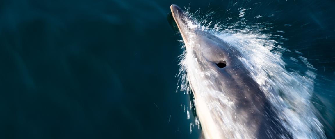 dolphin