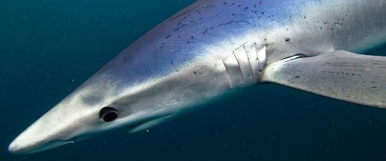 blue shark scars