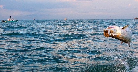 Tarpon Fishing