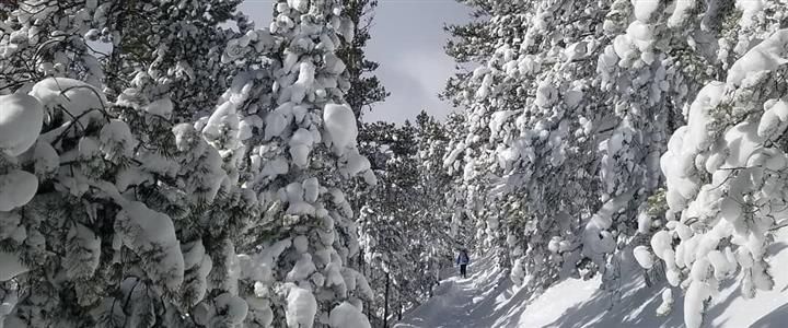 2025 Winter/Spring Women's Guided Snowshoeing Tours in Rocky Mountain National Park (November-April)