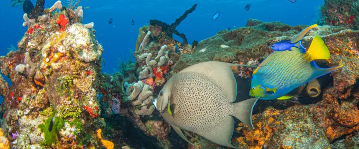 Cozumel Scuba Diving