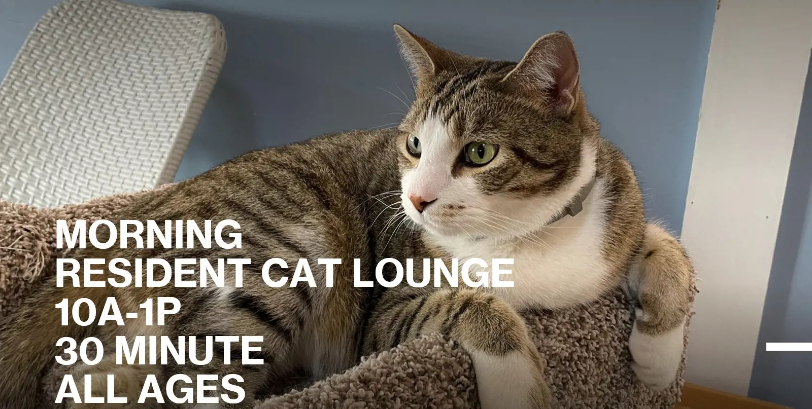  All Ages MORNING HOUR 30 min Cat Lounge Admission (10a-1p)