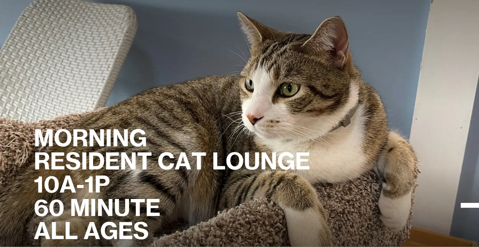 MORNING HOUR 60-minute Cat Lounge Admission (10a-1p) All Ages