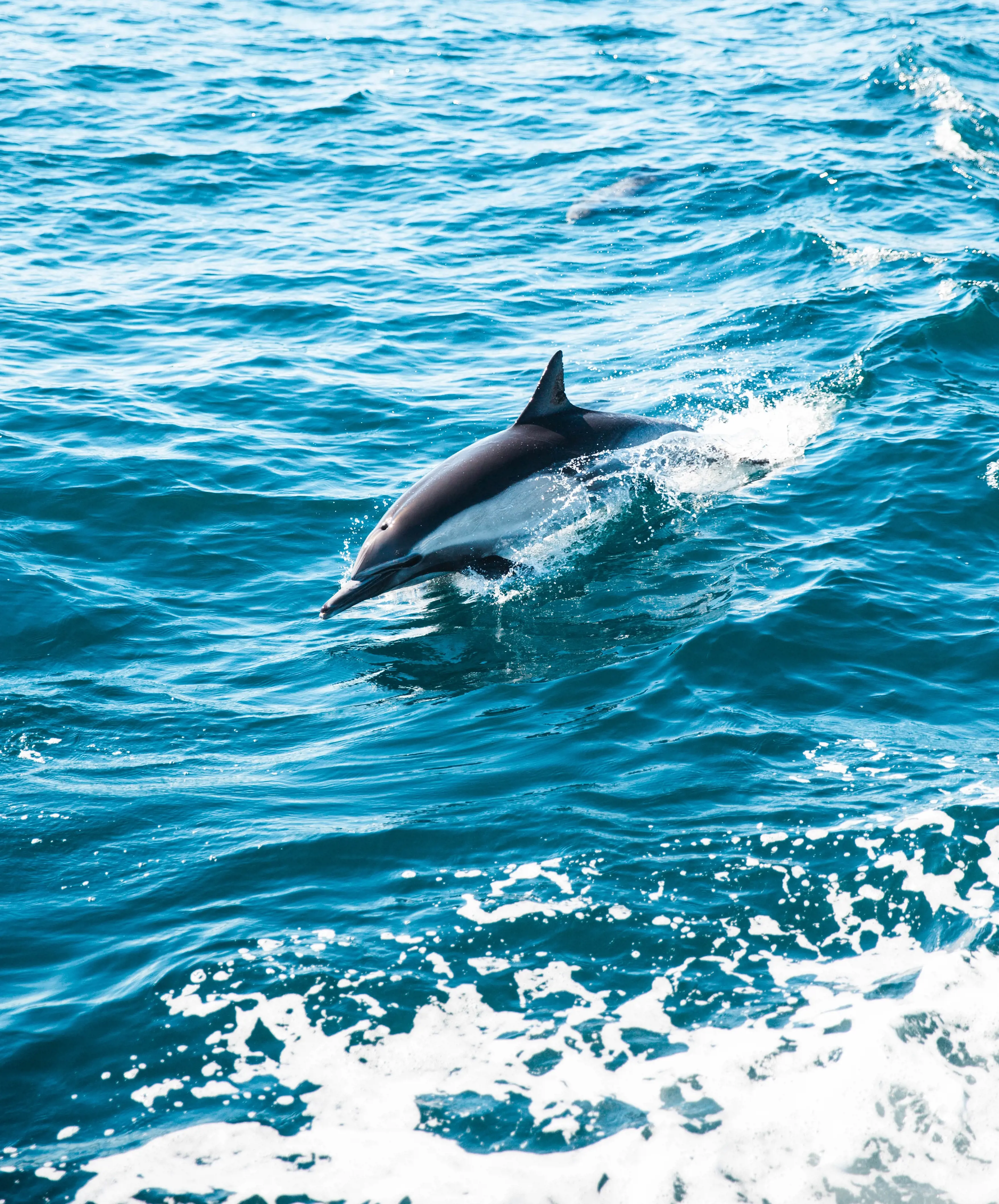 Marine wildlife tour