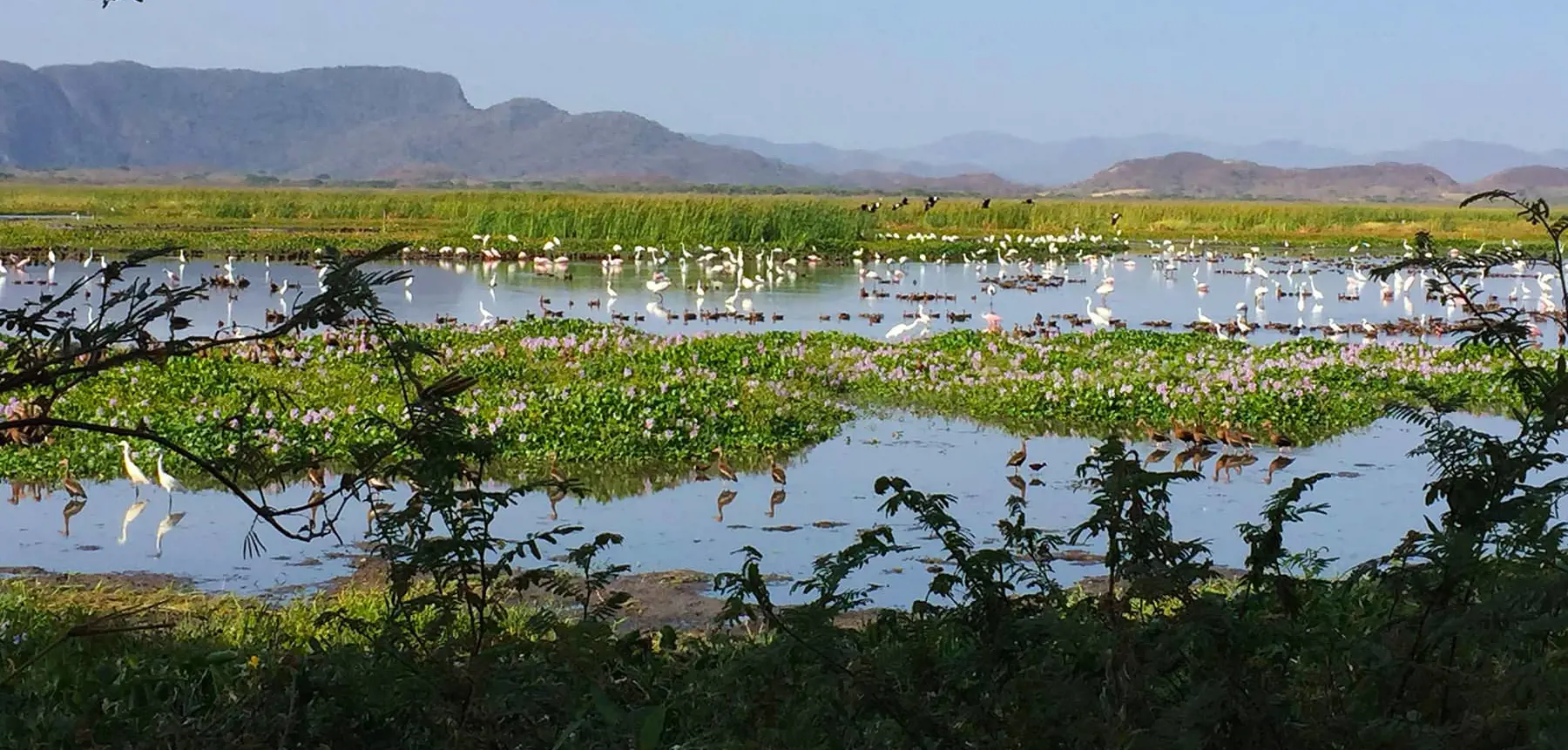 Palo Verde Wildlife & Culture Tour