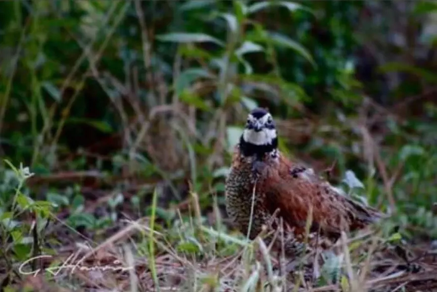 Upland Bird Hunt