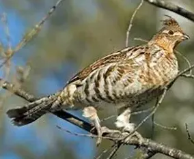 3 Day Ruffled Grouse Hunt w/ D.N.A.