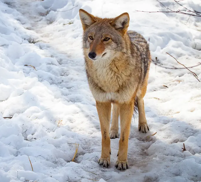 Week Semi- Guided Night Coyote Hunting w/ Dead North Adventures 