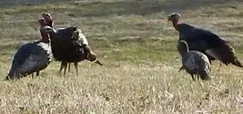 Turkey Hunt w/Dead North Adventures - Guided Half Day