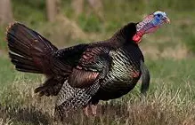 Turkey Hunt w/Dead North Adventures - Un-Guided Hunt