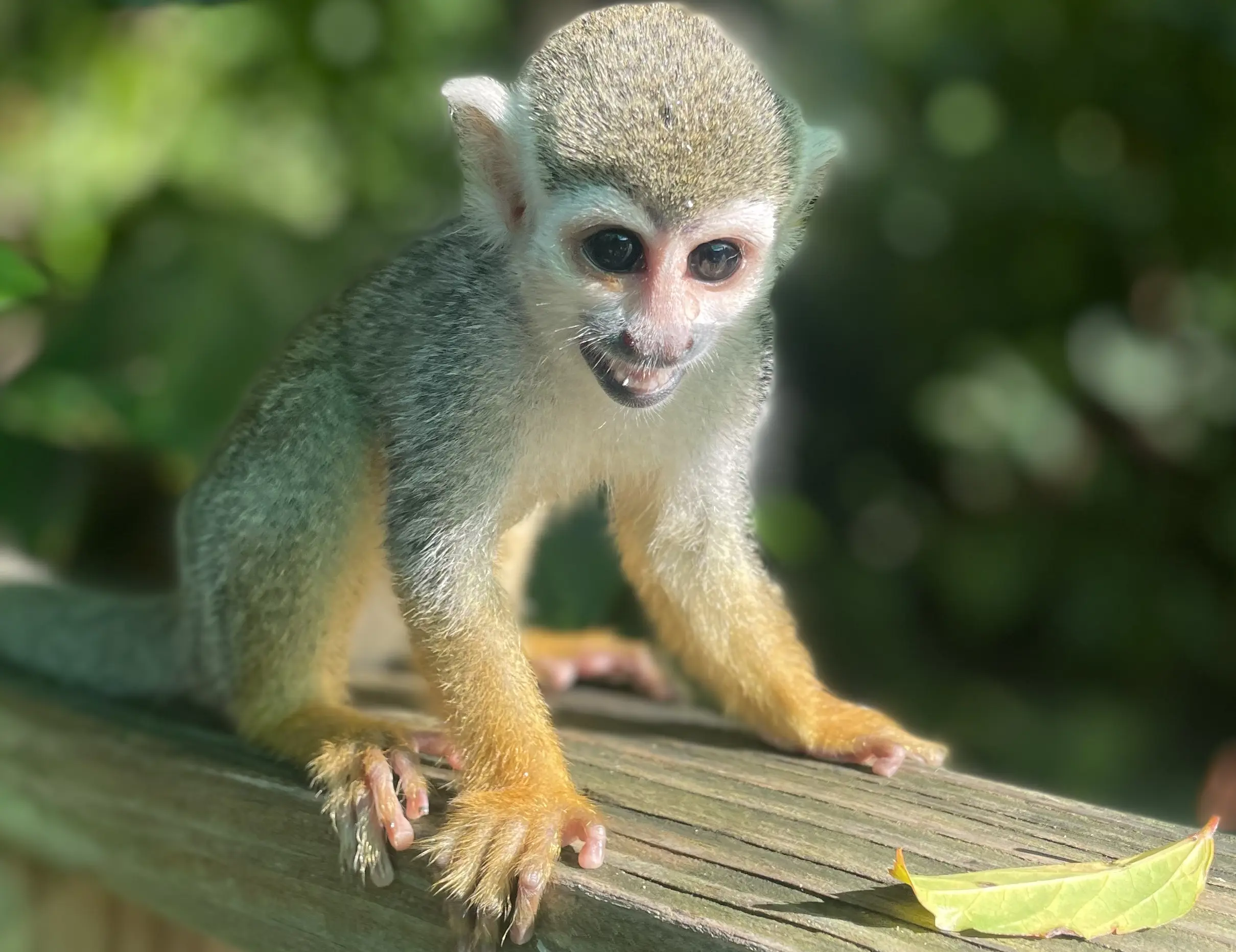 AVENTURAS EN LA TIERRA DE LOS MONOS