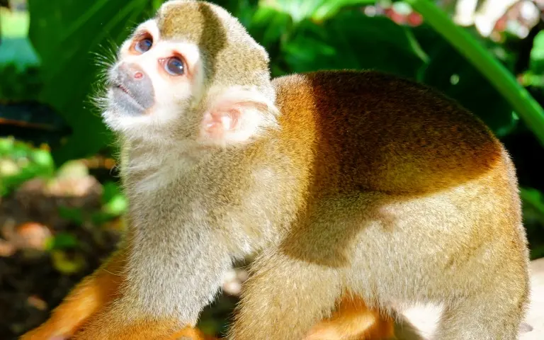 AVENTURAS EN TIERRA DE MONOS Y BUGGIES EN LA SELVA