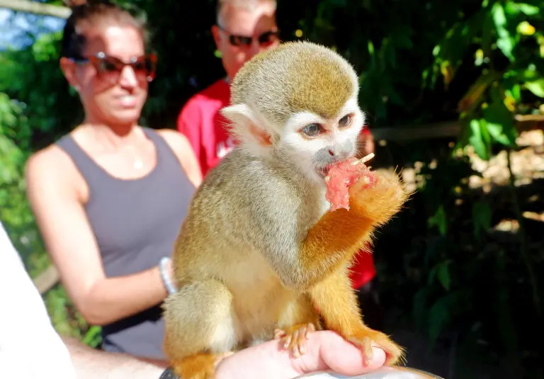 MONKEYLAND ADVENTURES + JUNGLE BUGGIES 