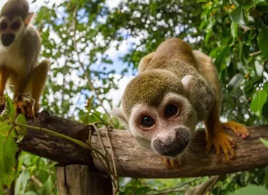 AVENTURAS EN TIERRA DE MONOS Y TIROLESA