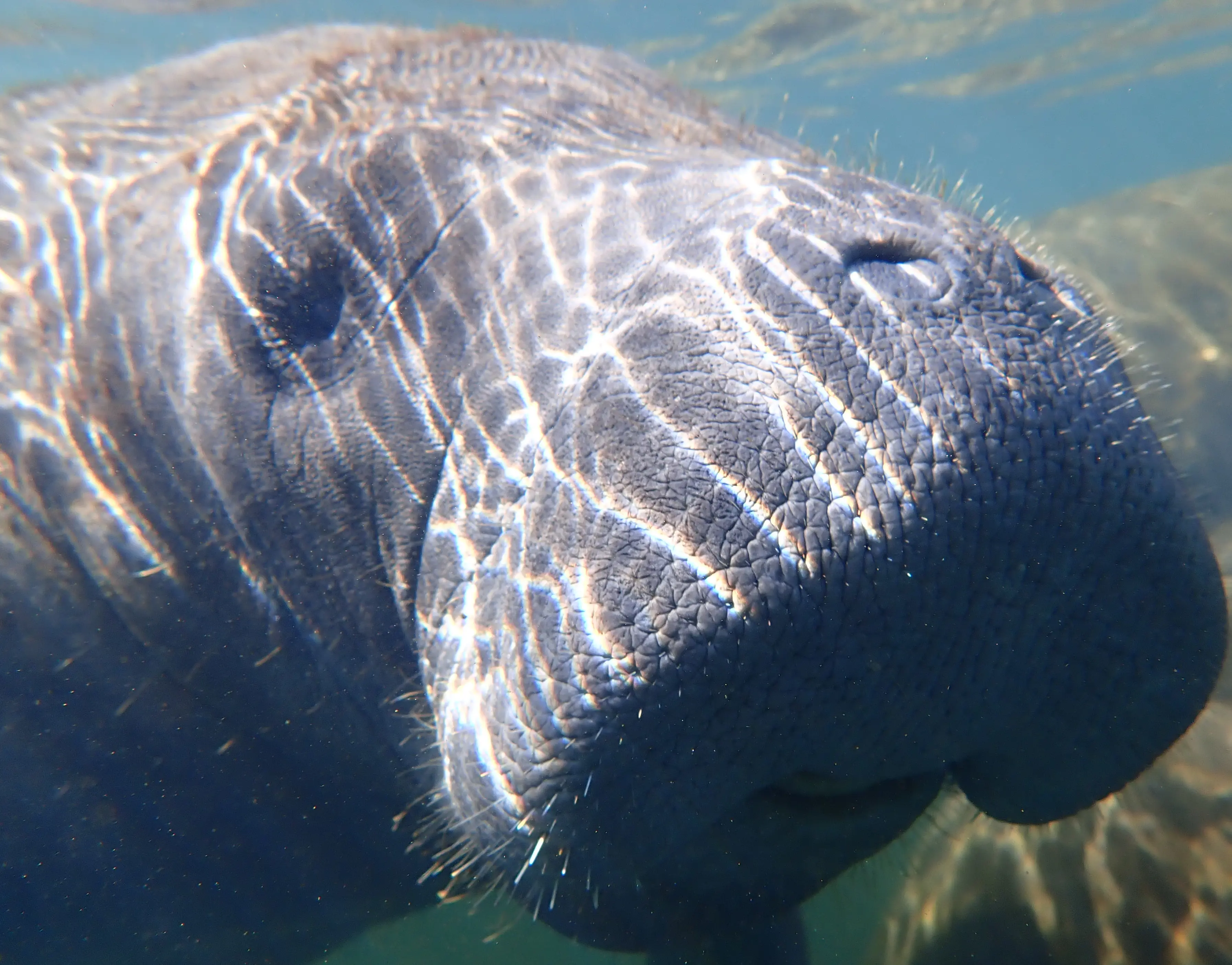 Manatee Mania Tour - 4 hours