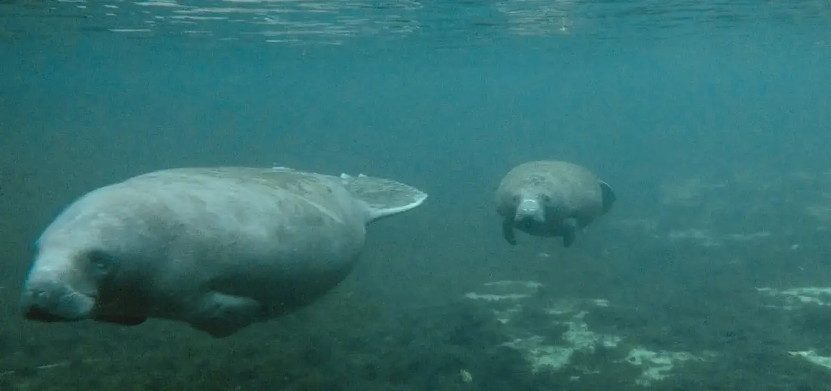 Manatee Tours