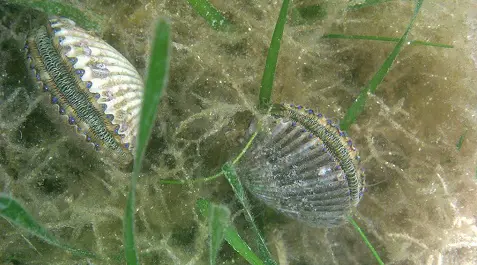 Scalloping Adventure Tour- PRIVATE tour