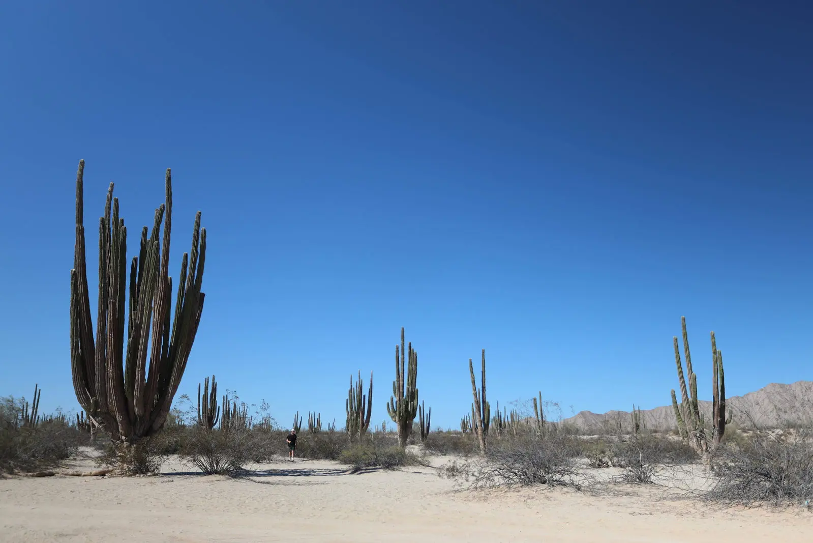 Chase the Race - Baja 1000