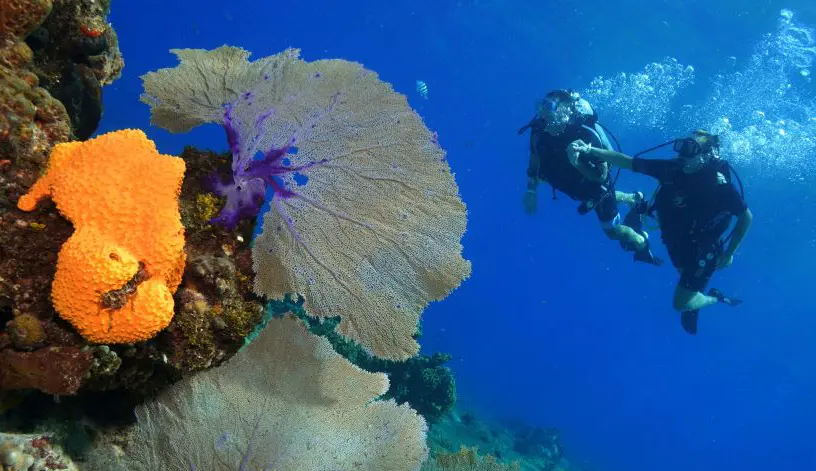 Cozumel Reef Scene