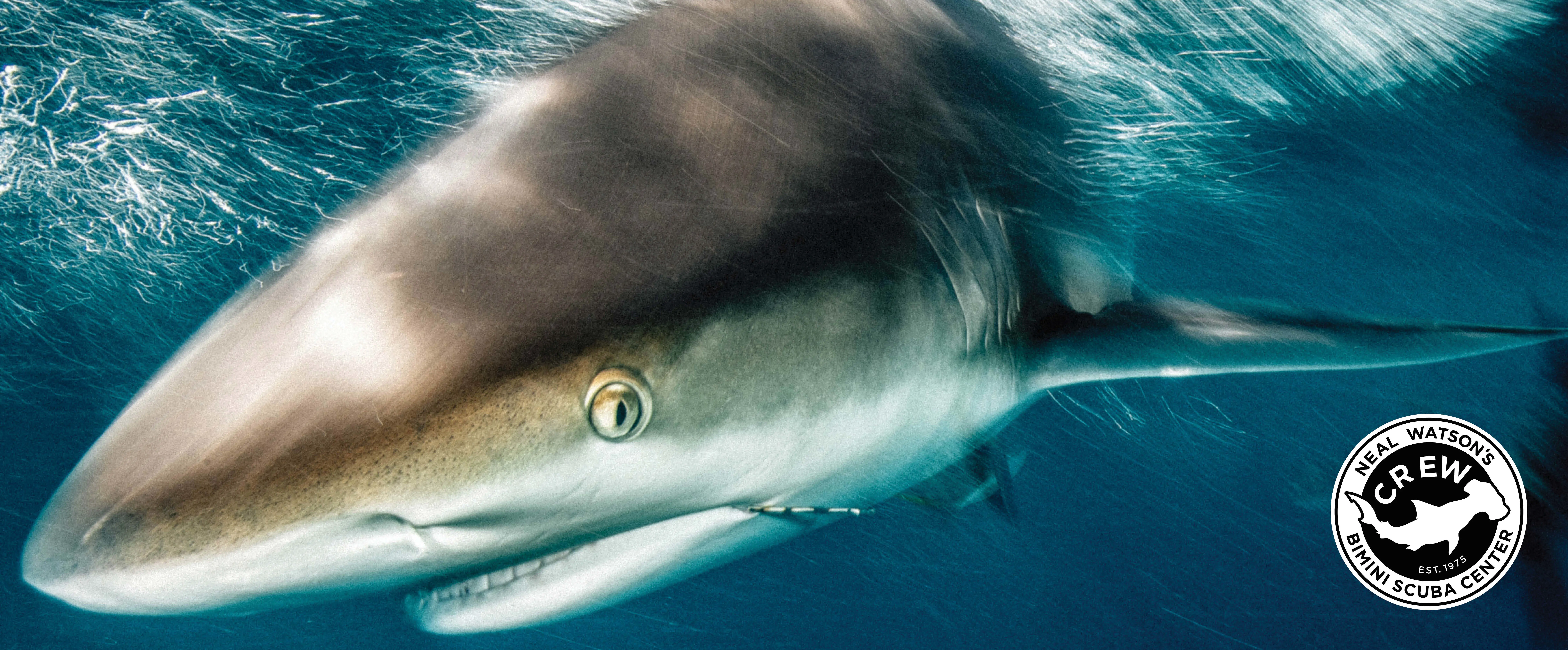 Shark Diving Trips (Scuba + Snorkel)