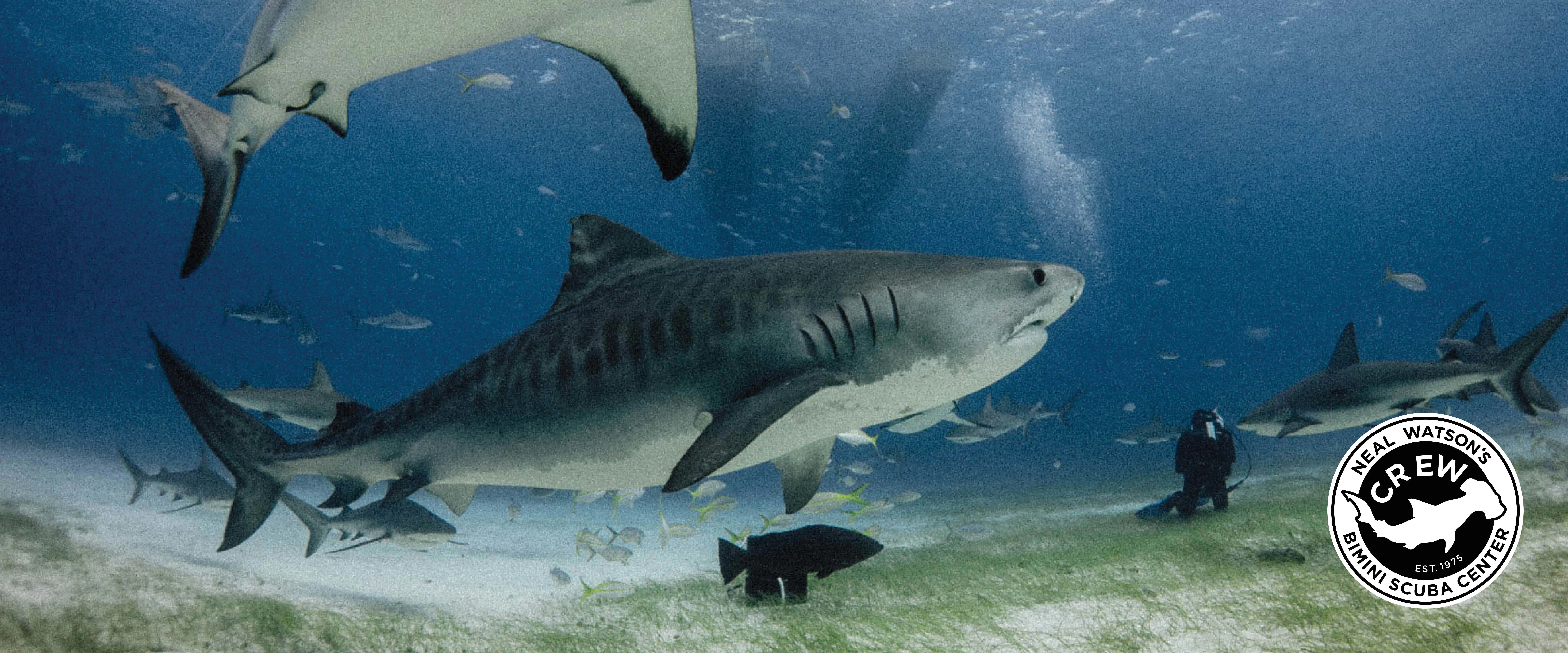 Off Island Shark Expeditions (Scuba Only)