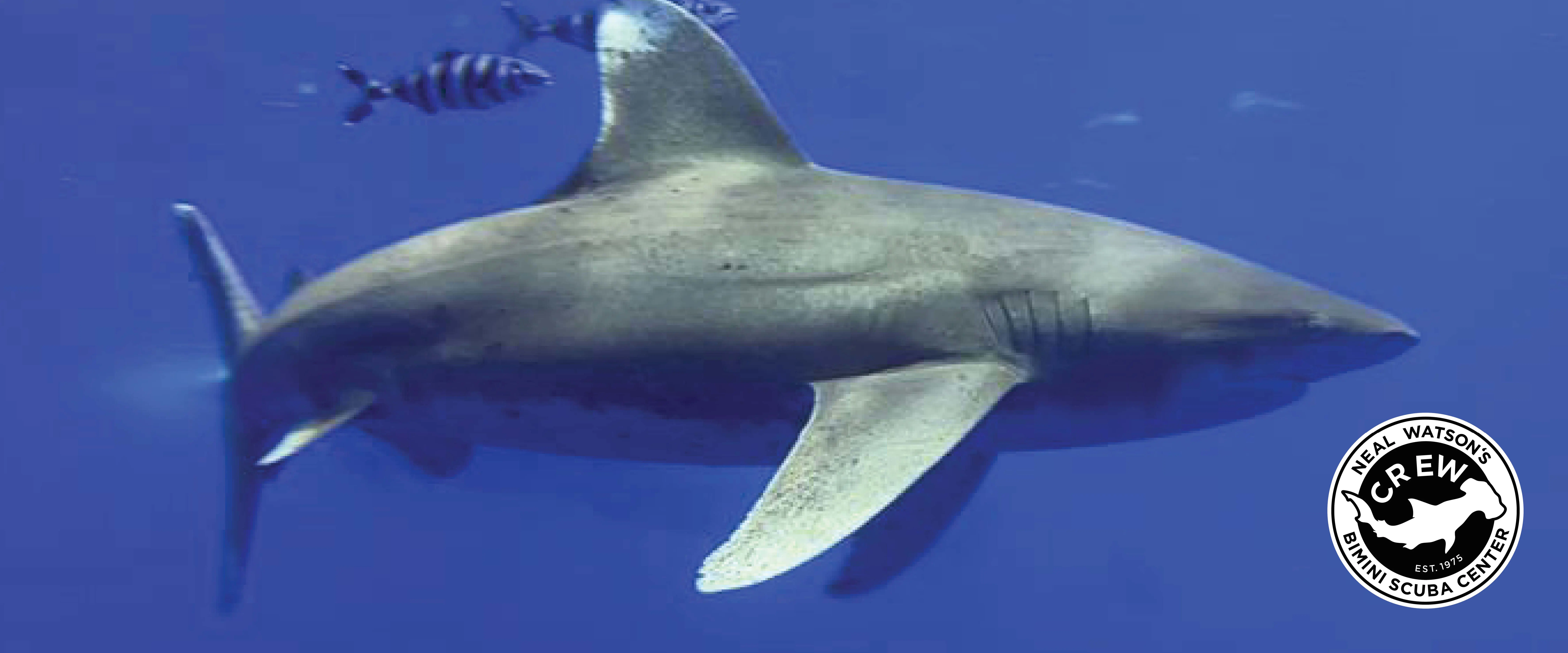 Oceanic Whitetip Expedition (Scuba Only)