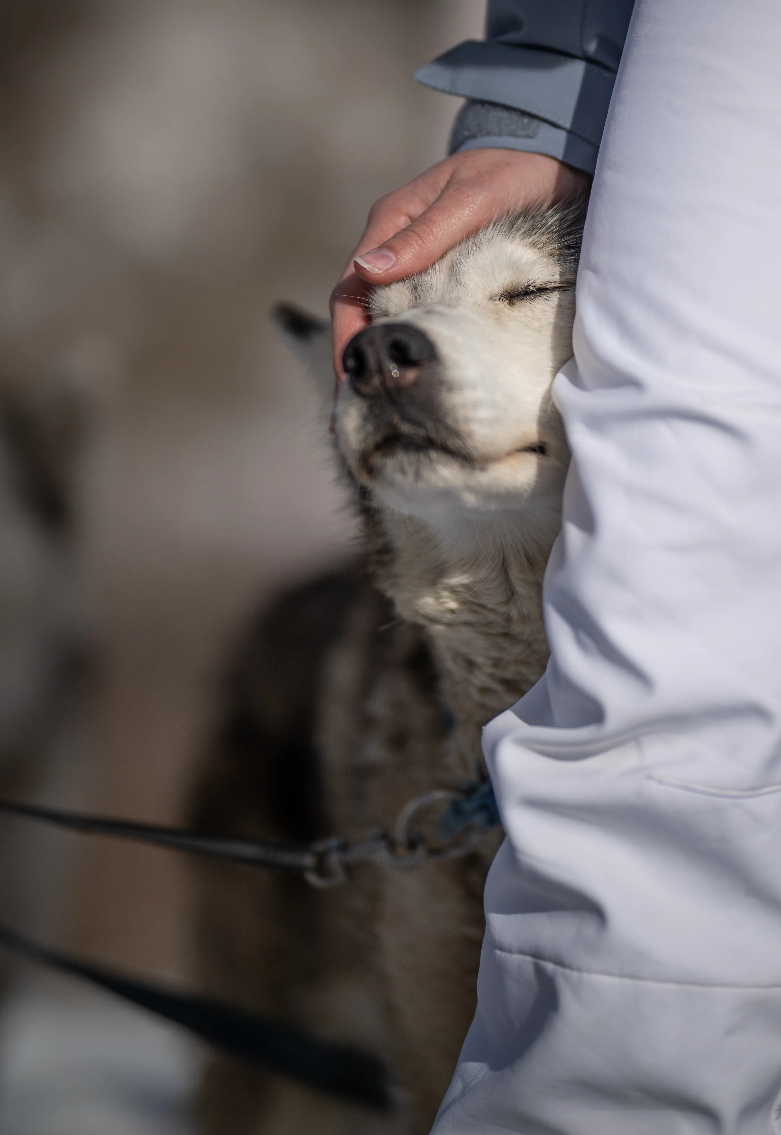 Animal Therapy Session