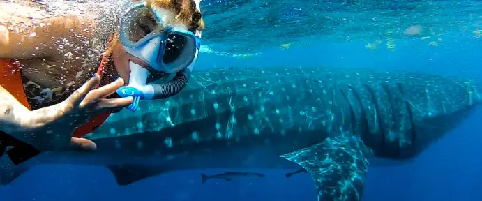 Private group whale shark tour (8-10 people) 