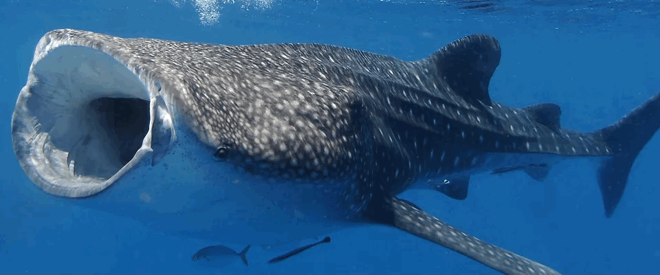 Whale Shark Tours Per Person