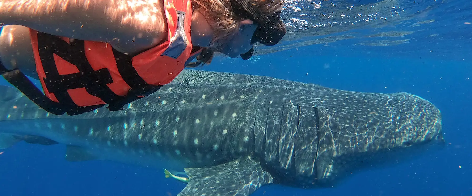 Private group whale shark tour (1-4 people)