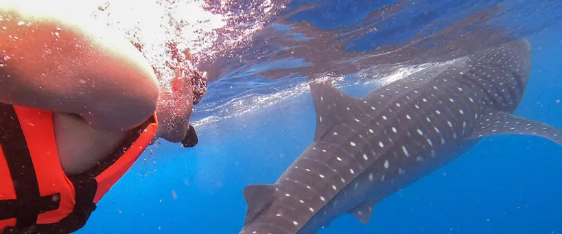 Private group whale shark tour (5-7 people)