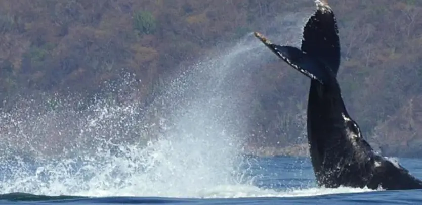 Whale Watching Tour