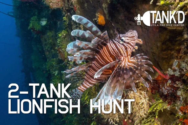 2 Tank Lionfish Hunt