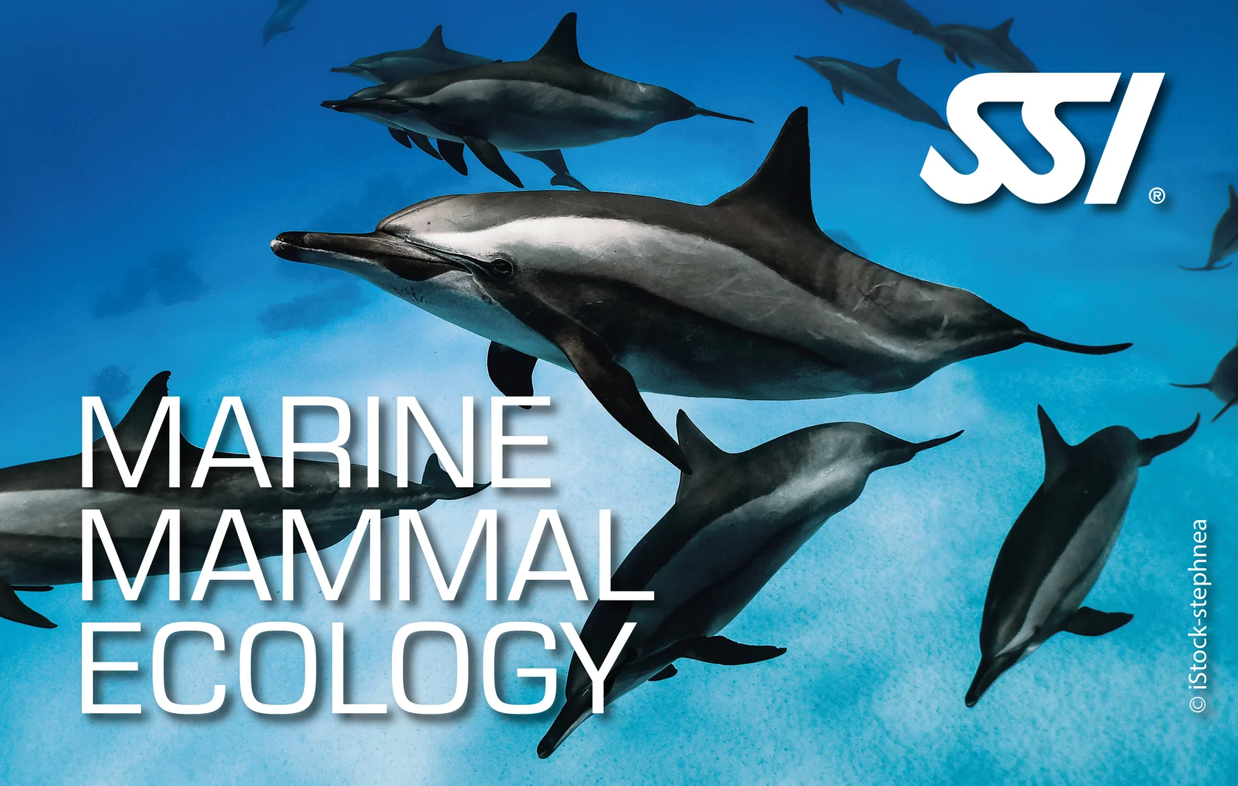 SSI Marine Mammals Ecology