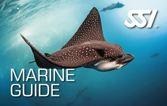 SSI Ecology Bundle - 8 Courses